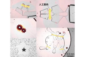 岐阜大など、人工筋肉を光照射した場所に自在に形成させる技術を開発