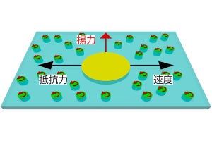 都立大、キラルなアクティブマターで流体力学的な揚力が発生することを予測