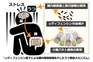 北大、心理的ストレスが腸内細菌叢にも異常を誘発するメカニズムを解明