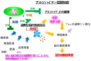 北大など、「共役リノール酸」の一種にアルツハイマー病への有効性を確認