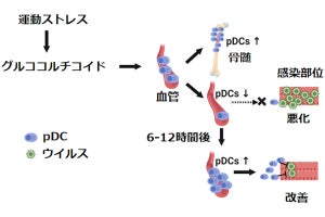 激しい運動は抗ウイルス免疫の増強と減弱のどちらにも作用する、京大が発見