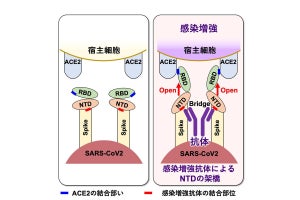 新型コロナ感染を増強させる抗体を阪大が発見、重症化に関与している可能性