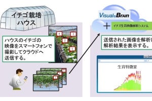 キヤノンITS、画像解析AIによるイチゴの生育特徴量の検証結果を発表