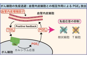 がん細胞の免疫逃避を防ぐには「TXA2受容体」の欠損が重要、京大が発見