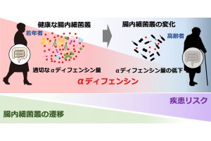 北大、高齢化に伴って腸内細菌叢が変化するメカニズムを解明