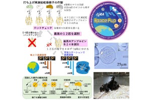 山梨大など、宇宙で6年間保存したマウスの精子で産仔を作れることを証明