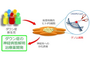 阪大など、ダウン症における知的発達障害の原因機序の一部を解明