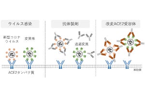 京都府立医大など、逃避変異を寄せ付けない新型コロナ中和タンパク質を開発