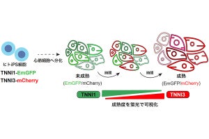 京大など、ヒトiPS細胞由来心筋細胞を新生児レベルに成熟させることに成功