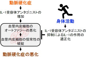 名市大、定期的な運動が動脈硬化症の発症を予防する仕組みの一端を解明