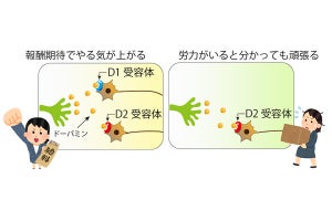 やる気が出る・出ないの脳内メカニズムには2種類ある、量研が解明