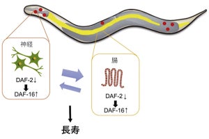 理研、神経と腸組織間のフィードバックループによる寿命延長を線虫で確認