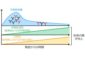 新型コロナ回復者の中和抗体の質は時間とともに向上する、国立感染研が発見