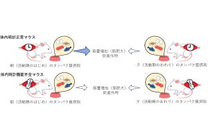 朝食でのタンパク質摂取が筋肉量の増加に効果的、早大が確認