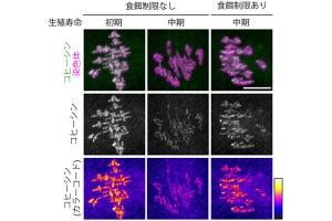 卵子の老化は食事制限で抑制できる可能性がある、理研がマウスで確認