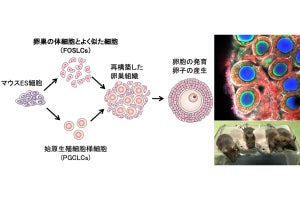 九大、これまで不可能だったES細胞のみから卵子を分化誘導させることに成功