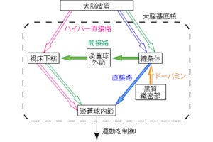 従来説を覆すパーキンソン病を引き起こす神経メカニズム、生理研などが解明