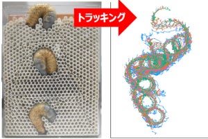 未解明だったカブトムシの幼虫が地中を掘り進む技術を阪大が解明