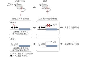 化学物質が子孫の精子形成異常を引き起こす仕組みの一部を東北大が解明