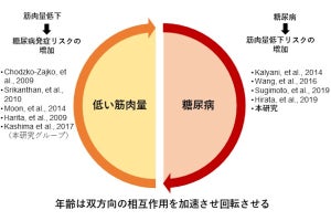 糖尿病による筋肉量低下を加齢が加速させる可能性、広島大などが確認