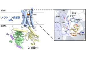 睡眠に関わるメラトニン受容体のシグナル伝達複合体の立体構造を東大などが解明