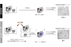 幼少期に受けたストレスが成長後の不安とうつ様行動につながる、富山大が発見