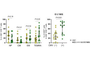 新型コロナ、高齢者が重症化しやすい理由はキラーT細胞の老化の可能性　京大
