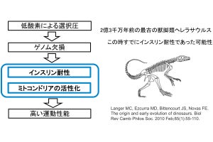 恐竜から鳥への進化はインスリン耐性の獲得による、東京工科大が新説を提唱