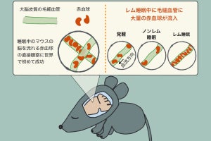 レム睡眠中は脳内の血流量が2倍になるリフレッシュ機構を京大などが発見