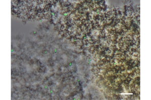 理研、pH中性環境下で鉄の酸化も還元も行える1体2役の新種微生物を発見