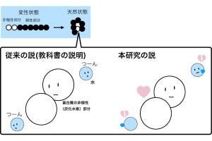 長年信じられてきた「疎水基が水を嫌う」というイメージは間違いだったことが判明