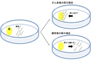 発見しにくい早期膵がんを線虫で発見、阪大が検査法を開発