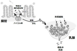 母乳に含まれる免疫抗体の産生には腸内細菌の力が必要、東北大などが確認