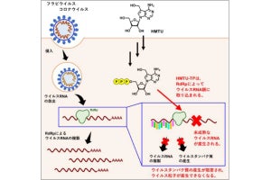 新型コロナに対して強力な抗ウイルス活性を持つ化合物を北大が発見