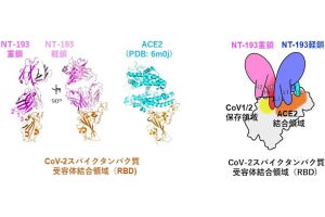 北大、新型コロナをはじめとするコロナウイルス全般に有効な新抗体を発見