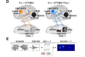 適切な行動に不確かさがある状況で行動を切り替える際の脳の動きが判明