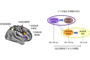 不適切な行動を抑制する2つの独立した神経回路、順天堂大が前頭葉から発見