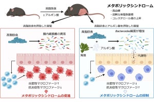 海藻に含まれる食物繊維がメタボを抑制する、慶大などが確認