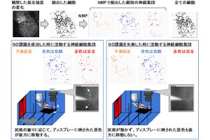 脳は未来予測と現実の誤差を最小化することで危険を回避する、理研が確認