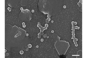 重炭酸カルシウムベースの消毒剤に新型コロナの不活化作用、東大が確認