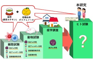 柑橘由来ポリフェノールが緑茶の肥満予防効果を増強させる、九大などが確認