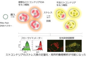 パーキンソン病やがんの一因とされる不良ミトコンドリアを見つける技術を千葉大が開発