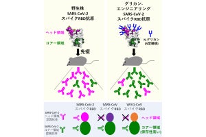 阪大、新型コロナだけでなくSARS類縁ウイルスにも有効なワクチンを開発