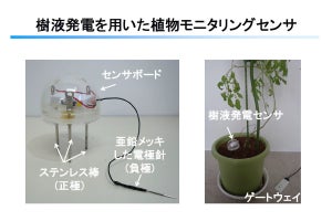 立命館など、樹液発電による無線植物モニタリングシステムの実証実験を開始