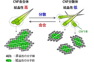 東大、セルロースナノファイバーの結晶性を回復させることに成功