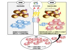 がん細胞の機能抑制と免疫活性を併せた免疫治療法の有効性、旭川医大などが確認