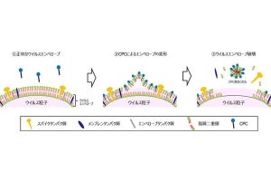 大正製薬と熊本大、殺菌成分「CPC」の新型コロナ不活化作用を確認