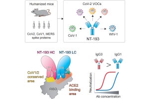 NIID、多くのコロナウイルスに広く有効な新たなヒト抗体を発見