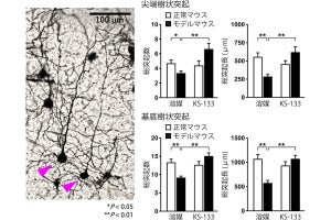 統合失調症の新規治療薬開発につながる中分子ペプチド化合物、広島大などが開発