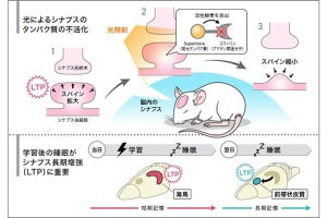 光で記憶を消去する技術を阪大などが開発、記憶の仕組み理解に前進